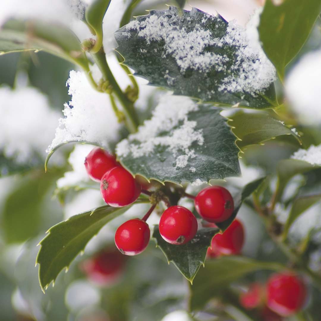 Close up of Castle Spire blue holly's red fruit and snow covered evergreen foliage